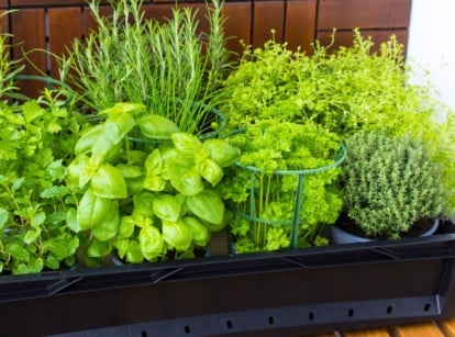 A rectangular dark container holds a variety of lush green plants, including those with broad, smooth leaves and others with more delicate, textured foliage, deterring insects naturally.