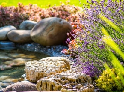 Contemporary home plants. Close-up of blooming lavender in a sunny garden with an ornamental pond, rocks and low-growing bushes with purple-burgundy foliage against a blurred background. A Lavender bush is a sight to behold, with its slender, silver-green foliage and abundant spikes of fragrant purple flowers. Atop sturdy stems, the Lavender bush produces clusters of tiny, tubular flowers that bloom in purple.