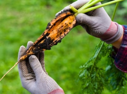 A gardener in grey gloves holds a cracked, split carrot with jagged edges, black soil clinging to its surface, and a tuft of green leaves on top, in the garden.