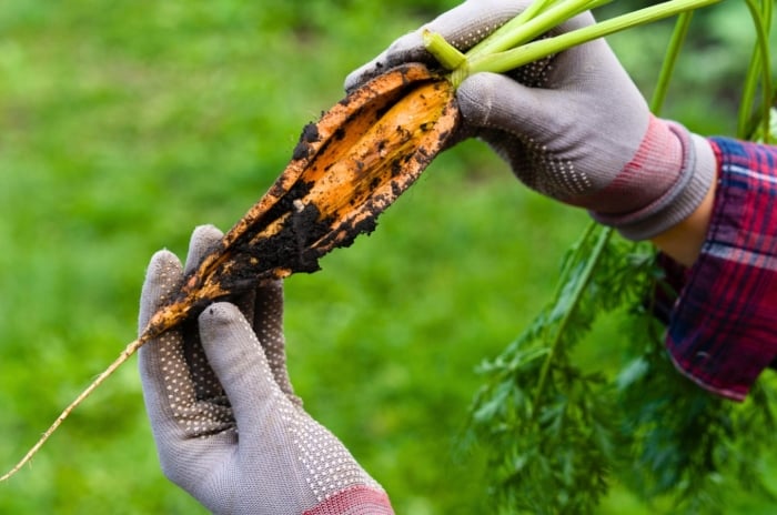 A gardener in grey gloves holds a cracked, split carrot with jagged edges, black soil clinging to its surface, and a tuft of green leaves on top, in the garden.