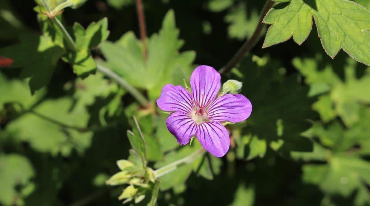 Cranesbill