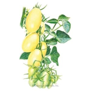 Cream Sausage Bush Tomato Seeds