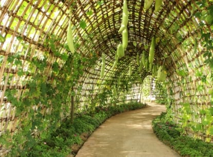 Creative Vegetable Garden Ideas