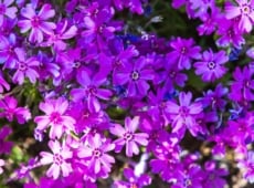 A vibrant blanket of small, bright purple flowers clusters together, forming a dense mat, with a few green leaves peeking through in the background.