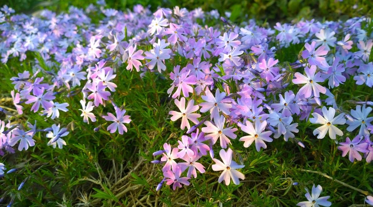 Creeping Phlox