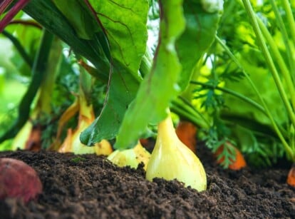Garden crops being direct sown in garden. Squash, beets and carrots all growing in the dirt.