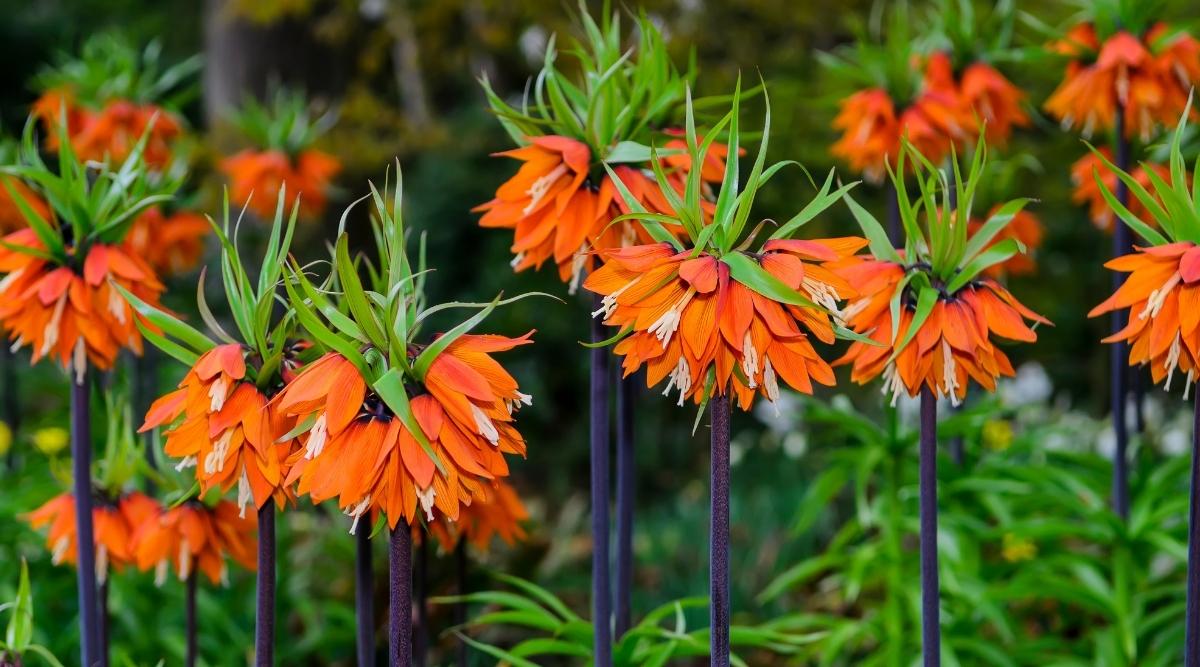 Crown Imperial