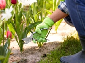 cut back tulips. cut back tulips. Close-up of a gardener's hands in green gloves with pruning shears pruning a tulip plant in a flowerbed. Tulips present a striking appearance with their tall, slender stems bearing a single, vibrant flower at the apex. Surrounding the base of each stem are several long, narrow leaves that emerge directly from the bulb, providing a lush green backdrop to the blooms. The flowers are cup-shaped, with smooth, colorful petals.
