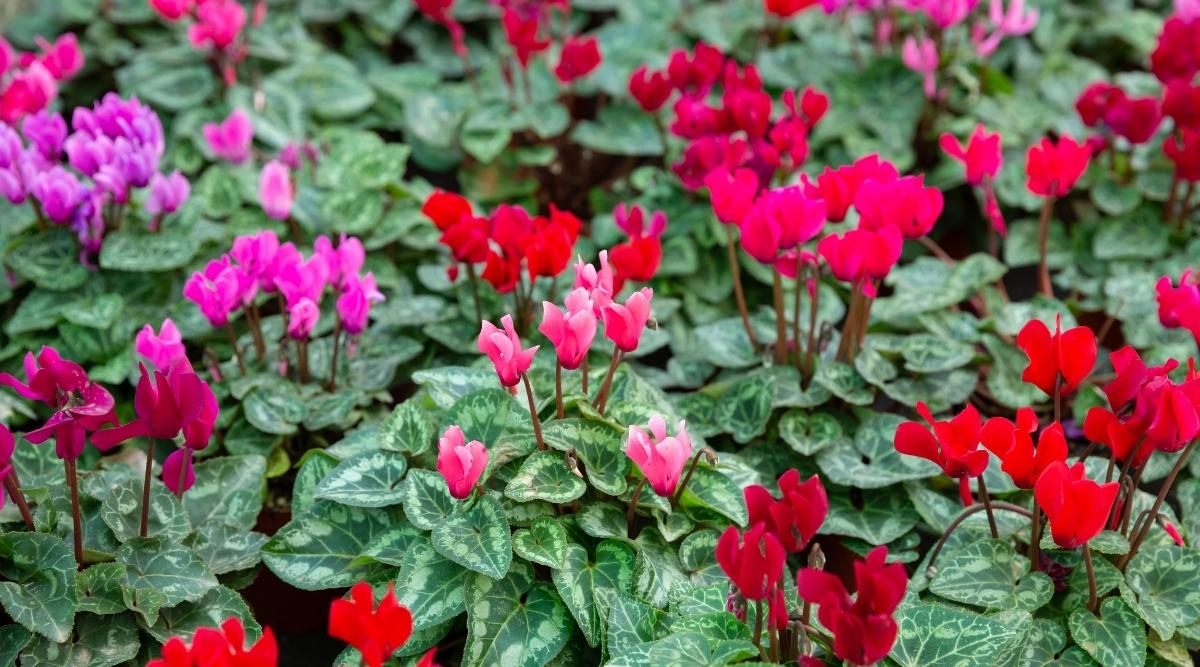 Cyclamen