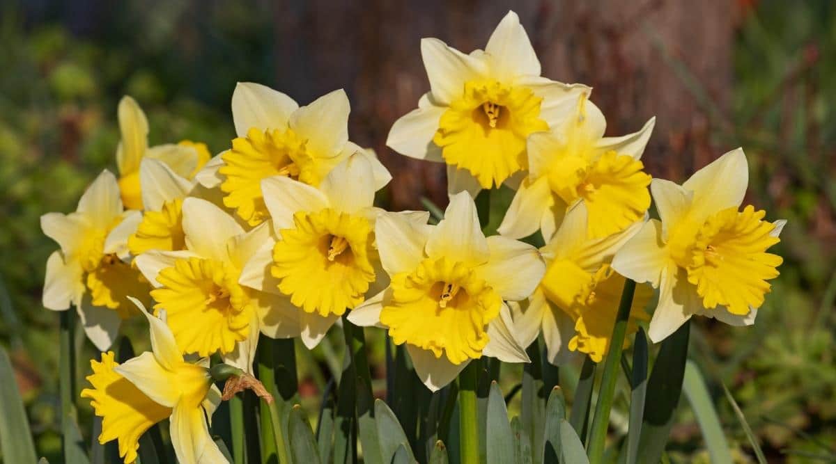 Daffodil