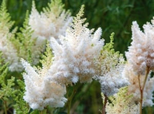 Delicate white Astilbe Japonica flowers with feathery plumes rise above deep green, fern-like leaves in a lush summer garden.