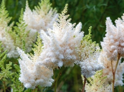 Delicate white Astilbe Japonica flowers with feathery plumes rise above deep green, fern-like leaves in a lush summer garden.