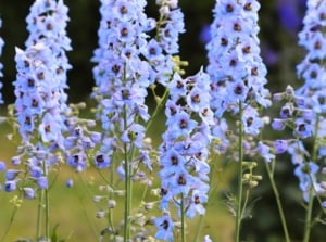 Blooming perennial delphinium varieties with tall spikes of vibrant blue flowers with dark centers.
