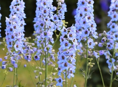Blooming perennial delphinium varieties with tall spikes of vibrant blue flowers with dark centers.