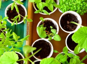 Green tray rests next to a sturdy cardboard box, both cradling young life. Within the tray and box, delicate, budding plants thrive in individual white yogurt pots, their leaves reaching out toward the light.