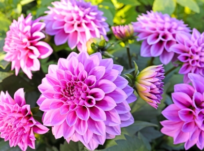 A vibrant array of spherical, multi-petaled blossoms in fuchsia-pink to lavender-purple hues, nestled among dark green foliage, showcasing difficult perennials.