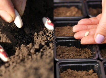 Gardener is direct seeding seeds into the ground on the left, and sowing indoors into trays on the right.