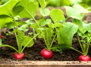 Close-up of growing radish crops with rounded, pink roots partially exposed above the soil, with lush green leaves that have serrated edges and a slightly wrinkled texture, grown by direct sowing.
