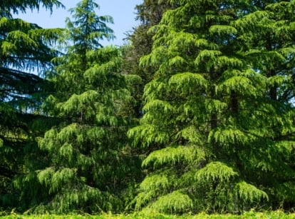 Tall conical drought-tolerant arborvitae alternatives with gently drooping branches and soft, bluish-green needles arranged in dense whorls.