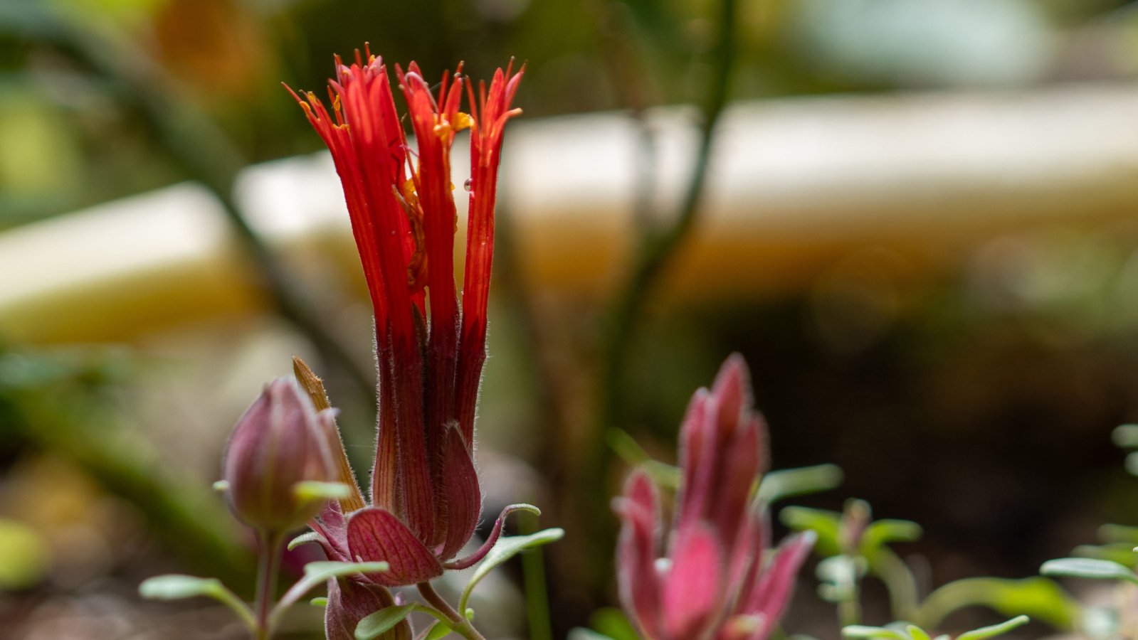 Monardella macrantha Hummingbird Mint