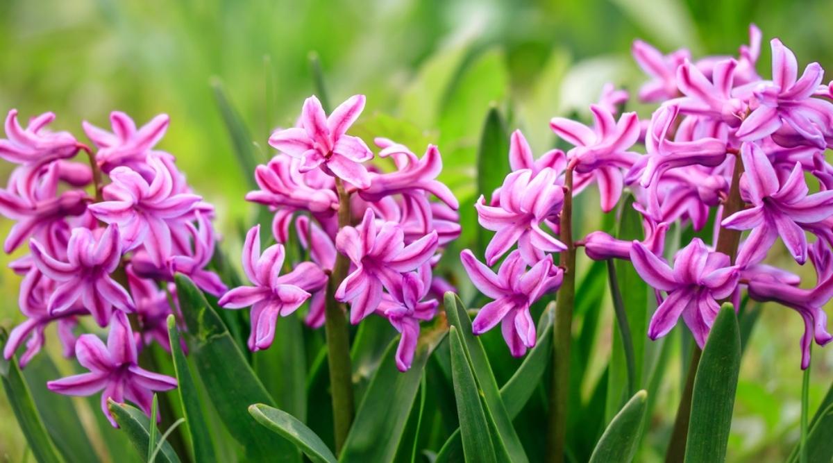 Dutch Hyacinth