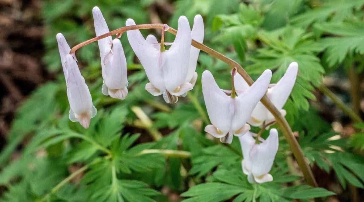 Dutchmans Breeches