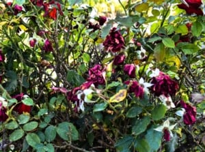 Dying rose bush with drooping green jagged foliage covered with black spots, and large withering rotting flowers of a dark burgundy hue.