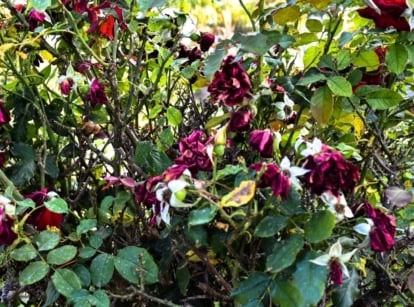 Dying rose bush with drooping green jagged foliage covered with black spots, and large withering rotting flowers of a dark burgundy hue.