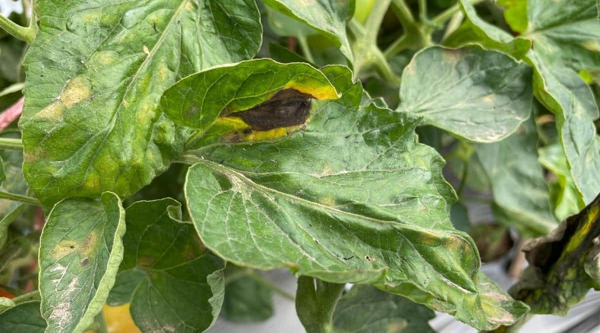 Vegetable Leaf With Brown and Yellow Spots