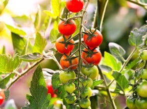 early season tomatoes