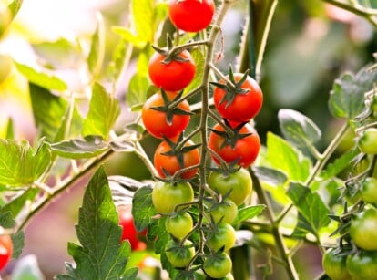 early season tomatoes
