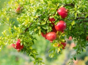 Branches with slender, woody stems, dark green lance-shaped leaves, and vibrant orange-red fruits with leathery skin, making it an easy fruit tree to grow.