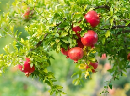 Branches with slender, woody stems, dark green lance-shaped leaves, and vibrant orange-red fruits with leathery skin, making it an easy fruit tree to grow.