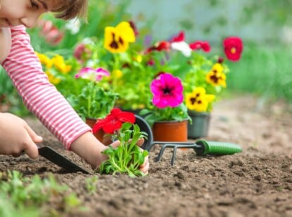 A child plants a pansy in the soil next to other nursery starts in small pots.