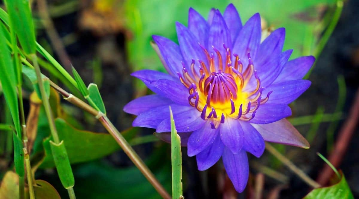 Egyptian Blue Water Lily