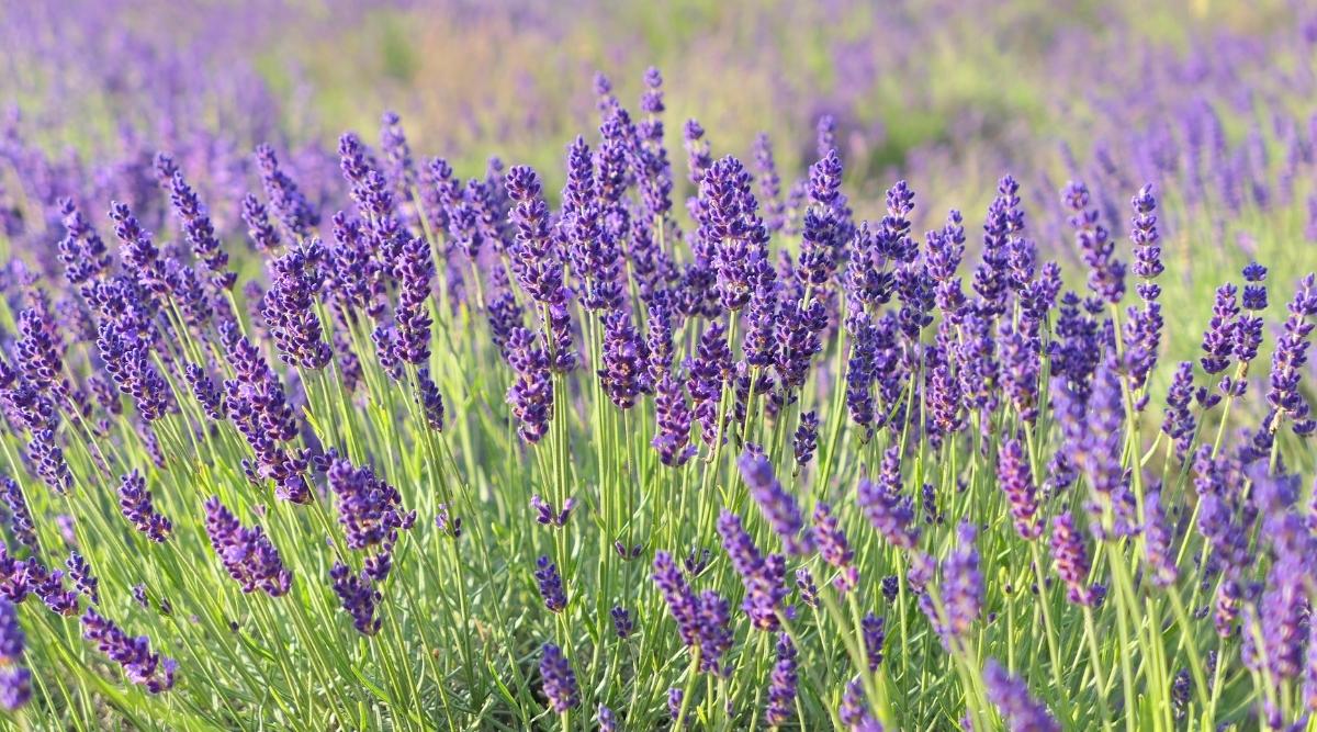 English Lavender