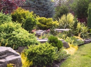 View of an evergreen landscape with various evergreen trees, shrubs, perennials and ground covers growing among large decorative rocks.
