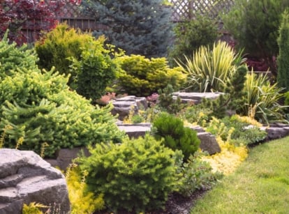 View of an evergreen landscape with various evergreen trees, shrubs, perennials and ground covers growing among large decorative rocks.