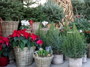 A variety of lush, green plants are displayed with vibrant red accents, set in woven and rustic pots with a mix of pine needles and bright red poinsettia flowers nestled among them, creating a layered texture of foliage and holiday colors.
