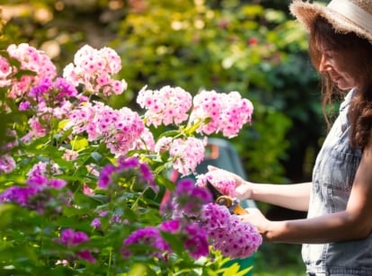 Young female gardener in large straw hat trimming faded summer perennials on blooming plant of soft pink phlox in sunny garden.