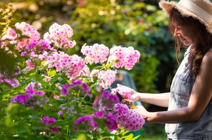 Young female gardener in large straw hat trimming faded summer perennials on blooming plant of soft pink phlox in sunny garden.