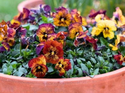 Close-up of vibrant red and yellow textured flowers with intricate veining, ideal for a fall container seed display.