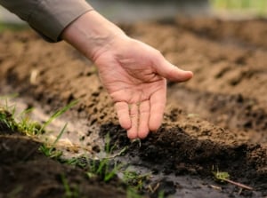 Close-up of a gardener's hand sowing native plant seeds into moist soil in an autumn garden.