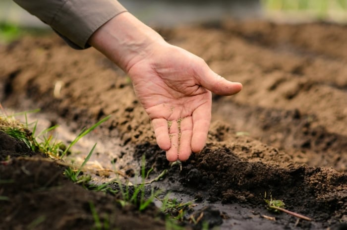 Close-up of a gardener's hand sowing native plant seeds into moist soil in an autumn garden.