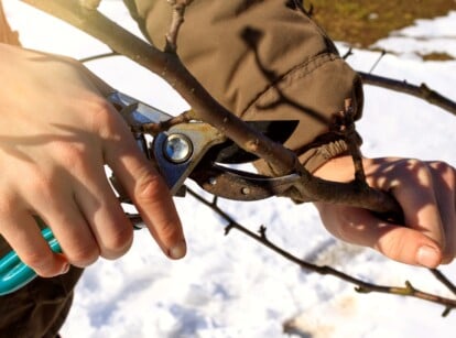 A gardener performs february gardening tasks. Close-up of a gardener's hands pruning the branches of a fruit tree using blue pruning shears in a winter garden. The garden is covered with a layer of snow.
