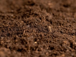 Close-up of rich, dark, finely textured earth, showcasing its readiness for planting or cultivation.