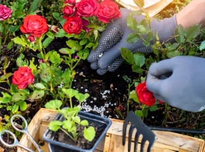 A gardener's hands in grey gloves apply white granular fertilizer to young, low, flowering red rose bushes growing in loose black soil, next to a wooden tray with young plant seedlings ready for transplanting.