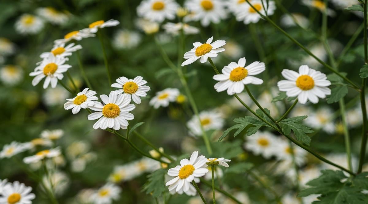 Feverfew