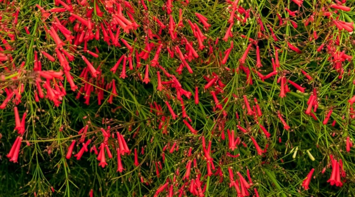 Firecracker Bush