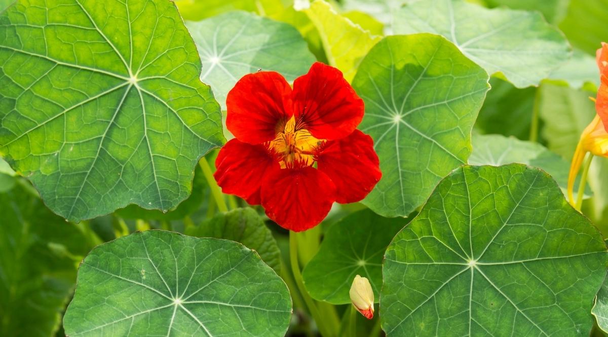 Flame Nasturtium